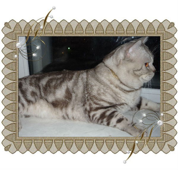 Елена Андреева-Петрова