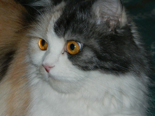 Леонид Иванов