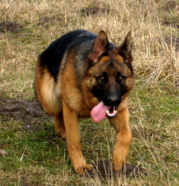 Наталья Стогова