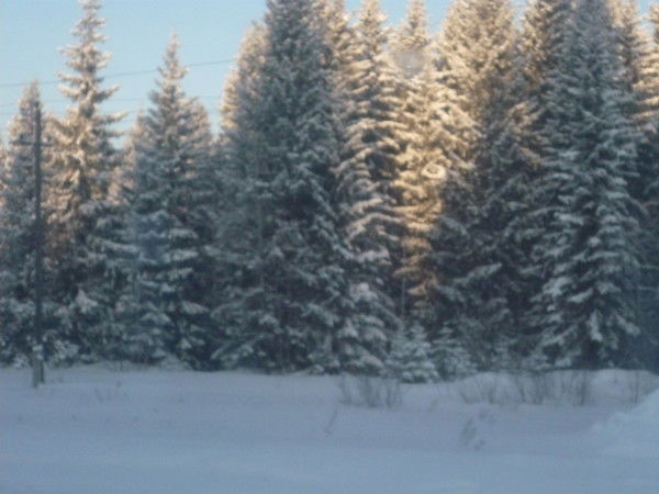 Полина Коштенко