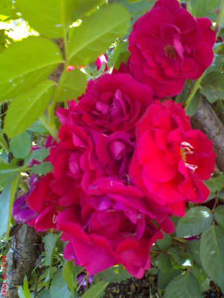 Лира Григорьева