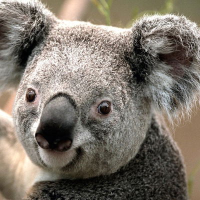 Вадим Гончаренко