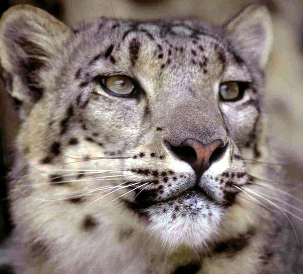 Денисов Андрей