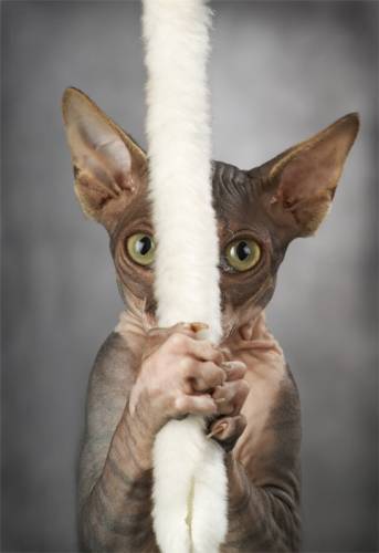 Дементий Абабков