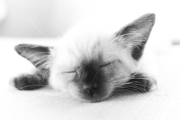 Елена Столярова