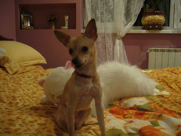 Эльмира Тяглова