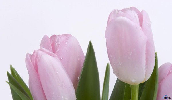 Анара Сагымбекова