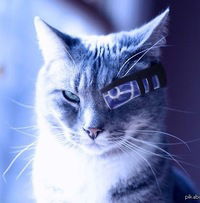 Рома Латынин