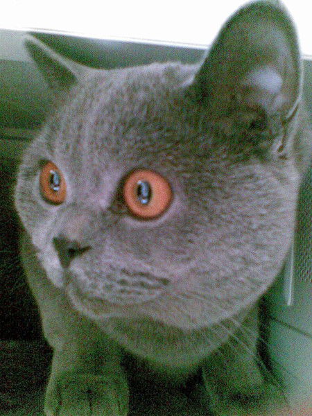 Завгороднева Екатерина