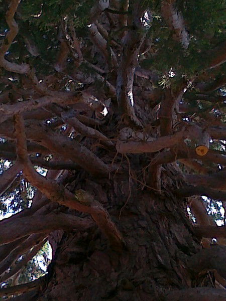 Ольга Ярушина