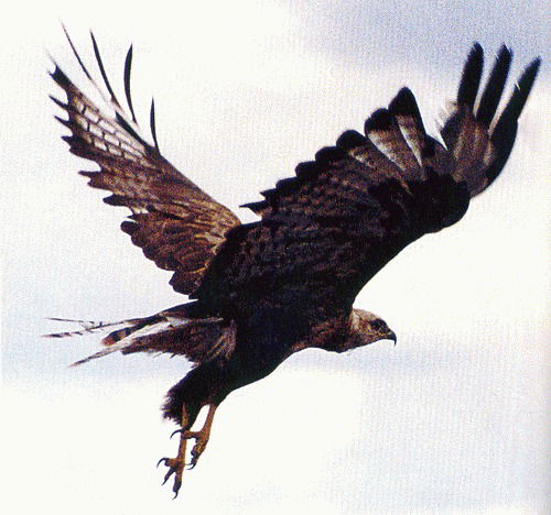 Ербол Мусаханов