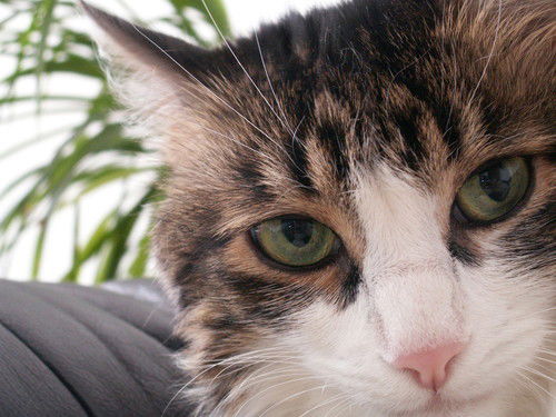 Вячеслав Степанов