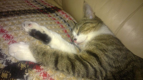 Екатерина Денищик