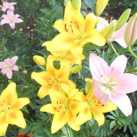 Светлана Дунаева