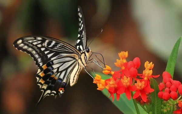 Асадулло Балтаев