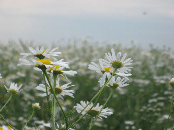 Ксения Дорофеева