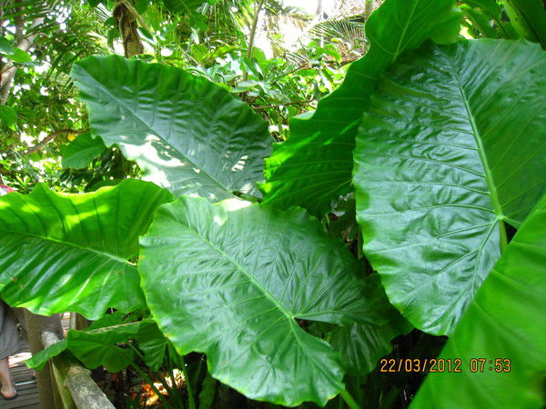 Александр Яковлев