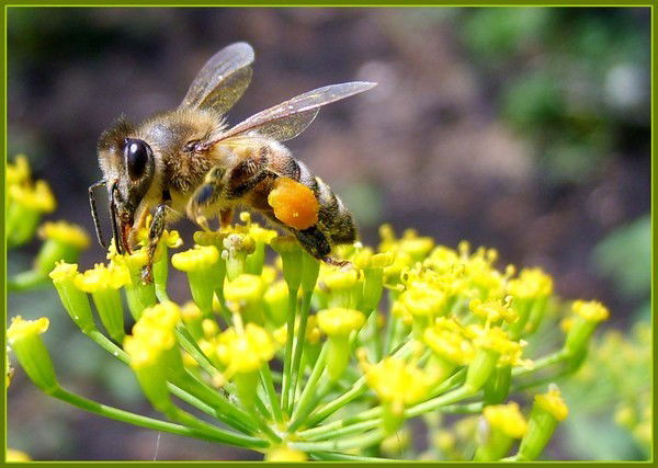 Василий Гиренко