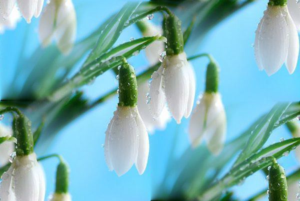 Марина Колясникова