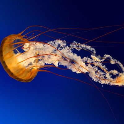 Марсель Валиев