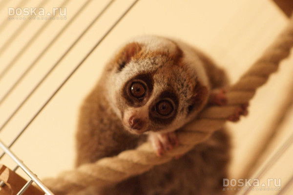 Мирослава Мирная