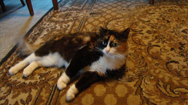 Елизавета Чекмарёва