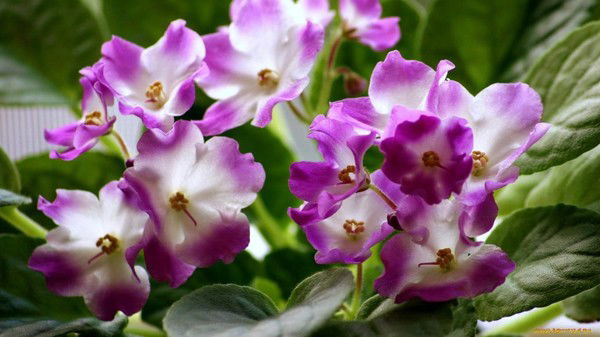 Алла Цуранова