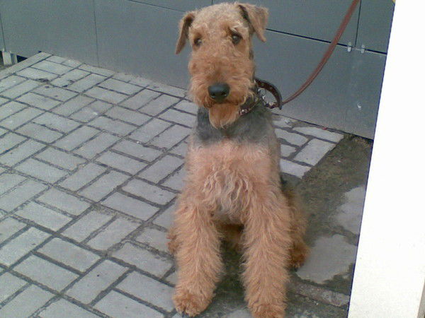 Олег Гамзатов