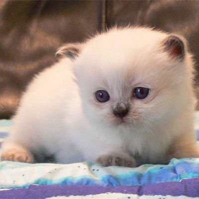 Ксения Беловицкая