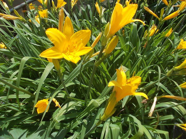 Любовь Шарапова