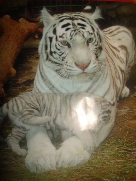 Ольга Овчаренко