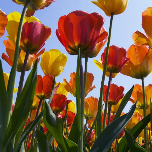 Милена Купрусь