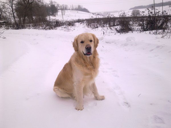 Сергей Романенко
