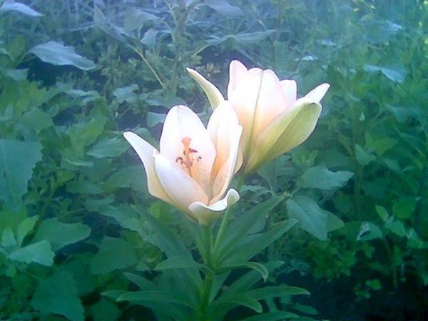 Наташа Крючкова