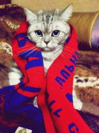 Дима Ожегин