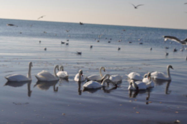 Людмила Маханькова