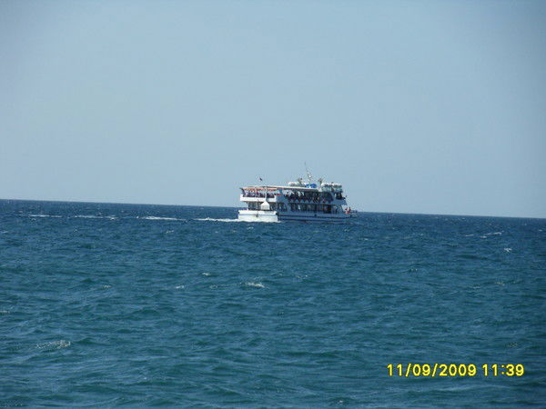 Незабудка N