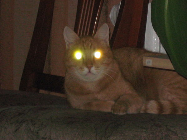 Лариса Астапова