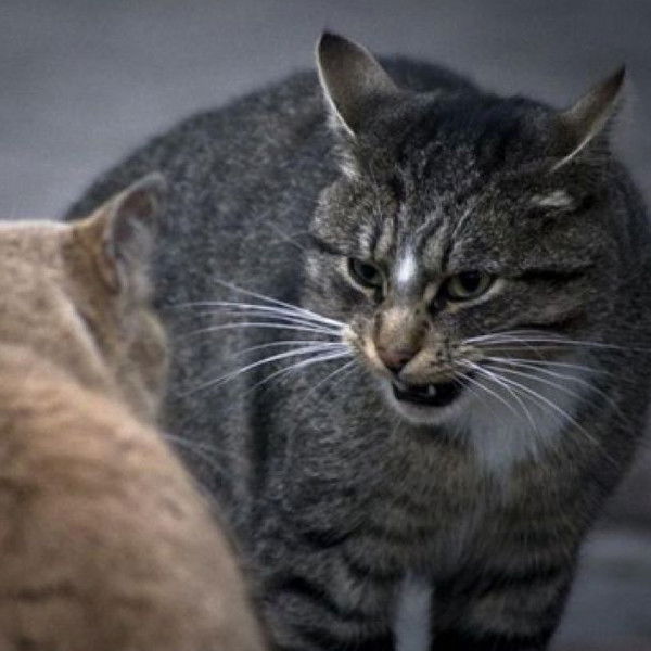 Светлана Рыбалкина