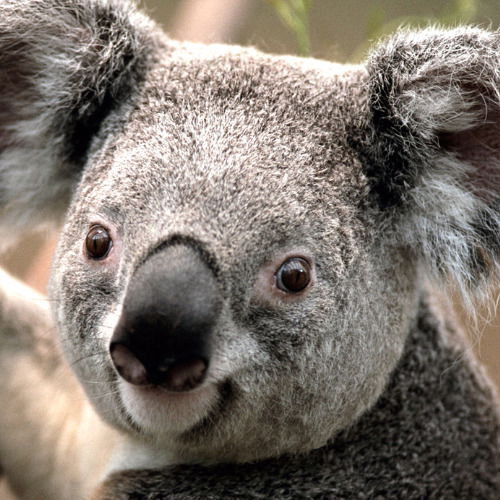 Диана Четвергова