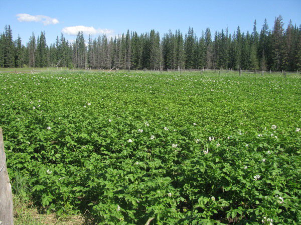 Сергей Михель