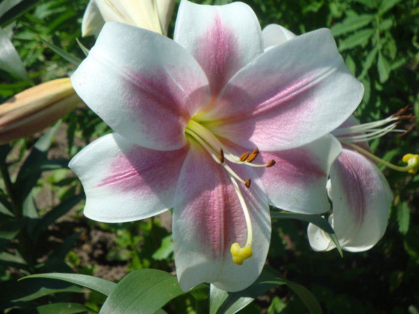 Плановый Отдел Котловка