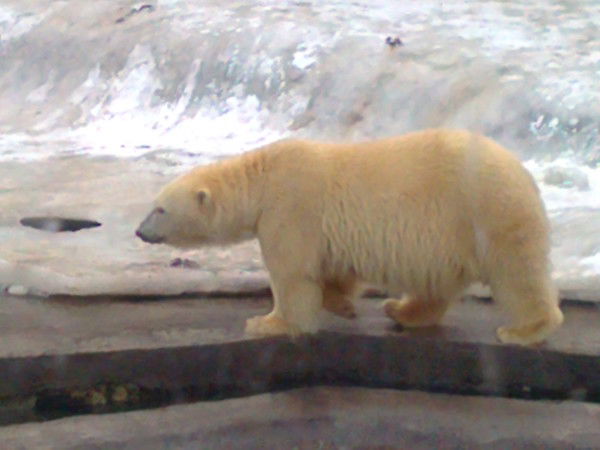 Галина Смирнова