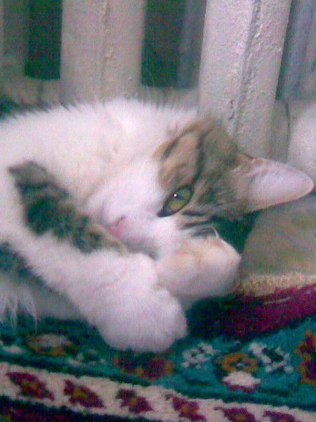 Алексей Пузиков