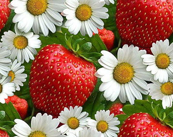 Виктория Кайдалова