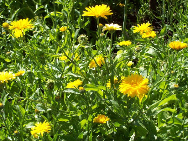 Наталия ******)))