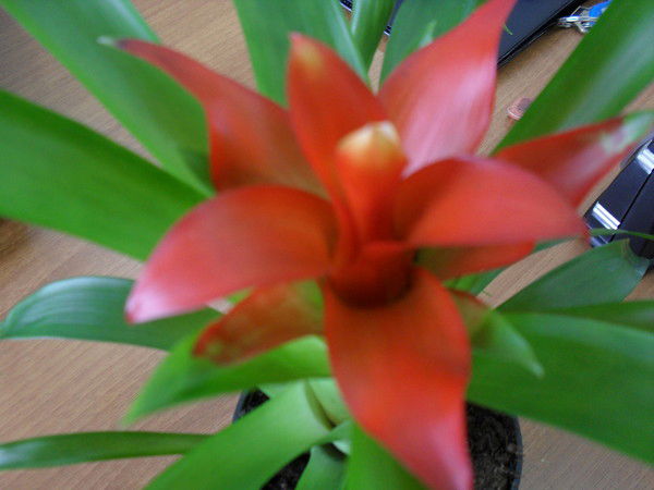 Альбина Ильина