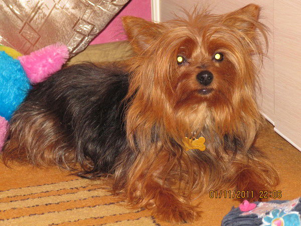 Алиса Иванова