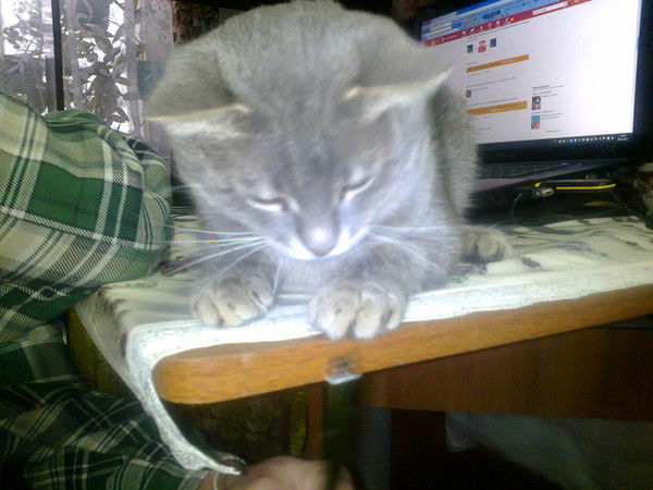 Светлана Филиппова