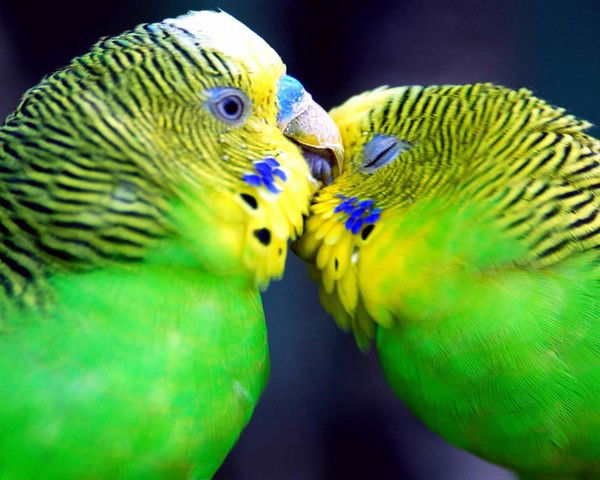 Ольга Семенова